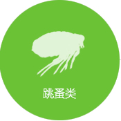 跳蚤防治
